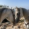 horse_love2023