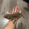 igordragas