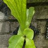 nyomansukarja436