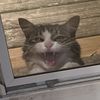 catfatfart2