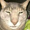 ajnocommentary