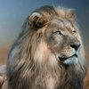 lion.dahara