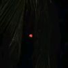mimichowdhury257