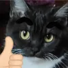 nlashwhasi1
