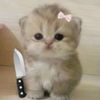 anka_13713