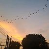 dflya_04