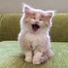 cattop_you