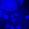 notyourlocal_emo