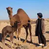 77__alaroy7