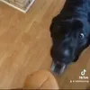 Lab_the_Inhaler