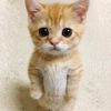 guss.nr_