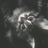 n0tsillyy
