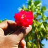 shayra_islam_
