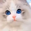 phng.hunh684