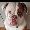 rebel.bulldog.alliance