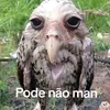 asta_pequeno