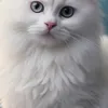 misslove4486