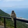 kdis_243