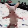 fpdlv