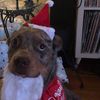.thxmas.spam