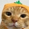 mfdoomenjoyer_1234