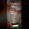 cheetah.shila