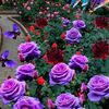 jannat1208512636634