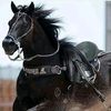 samshah8