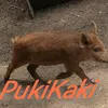 puki_kuki0