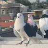 rozhbayani153
