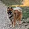 mlle.snow.eurasier
