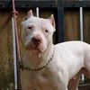 garrkennels