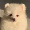 fluffypup.3.5