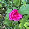 clararuizbarbas