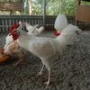 Mama Sultan Farm