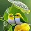 sufianiamour