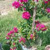 binda.giri
