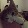 olixiaa_0