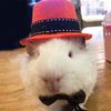 hamsterbepimpin