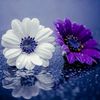 raj_kotha_001