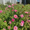 csendesanna223