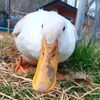restinpeaceducky