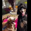 rareandroyalpets