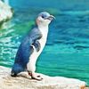 xpinguinoxazulx