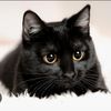black_cat_022