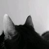 cake_cat.0