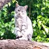 el gatito