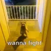 simply.a.racoon