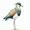 thevanelluschilensis