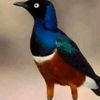 ahmed_siro1